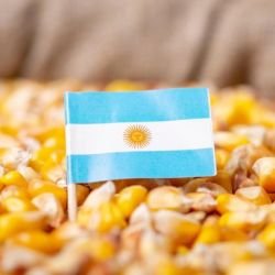 Bandera de Argentina en Maíz