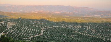 España se enfrenta a su mayor reto agrario del siglo: convertir en regadío 1.901.529 hectáreas de olivar antes de que sea tarde 