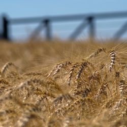 trigo y cebada podrían aportar u$s6.500 millones a la economía nacional