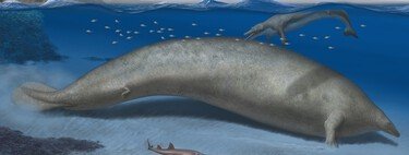 Pensábamos que la ballena azul era enorme. Hasta que encontramos a Colossus, el animal más pesado de la historia 